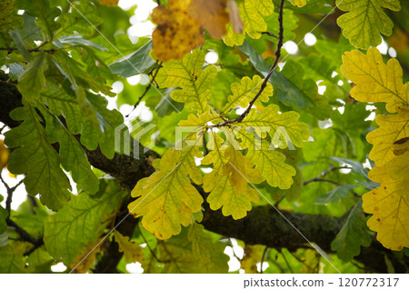 Vibrant green oak leaves in sunlit forest canopy Vibrant green oak leaves in sunlit forest canopy 120772317