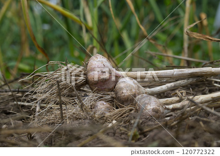 Cluster of freshly harvested garlic bulbs with roots 120772322