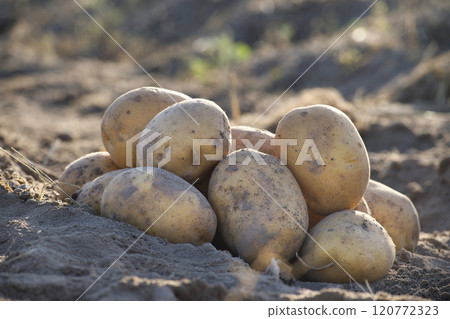 Close-up of freshly harvested potatoes on the soil in a sunlit field, representing autumn harvest Close-up of freshly harvested potatoes on the soil in a sunlit field, representing autumn harvest 120772323