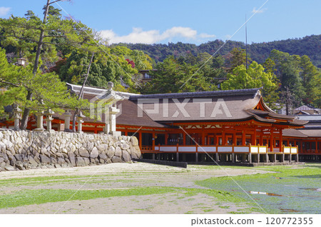 日本三大名勝之一的嚴島神社 120772355