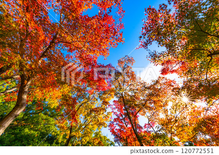 The vibrant autumn foliage of Toji-in Temple in Kyoto 120772551