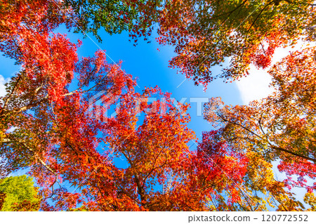 The vibrant autumn foliage of Toji-in Temple in Kyoto 120772552