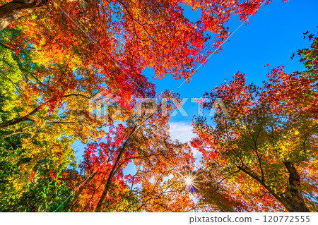 The vibrant autumn foliage of Toji-in Temple in Kyoto The vibrant autumn foliage of Toji-in Temple in Kyoto 120772555