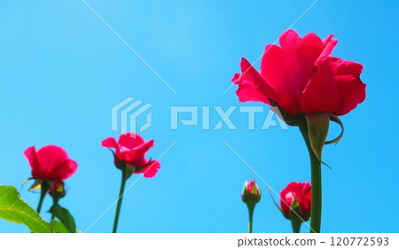 伊那町制度施行紀念公園「2024年玫瑰節」景觀(埼玉縣北足立郡伊那町) 伊那町制度施行紀念公園「2024年玫瑰節」景觀(埼玉縣北足立郡伊那町) 120772593