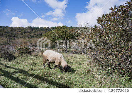 群馬白樺農場的羊 群馬白樺農場的羊 120772620