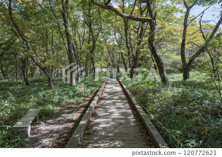 群馬角萬淵木道(前橋市) 群馬角萬淵木道(前橋市) 120772621