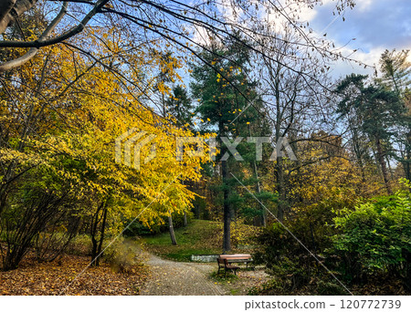 Old wood bench in the autumn park. Autumn nature landscape with yellow leaves on the ground in gloomy day 120772739