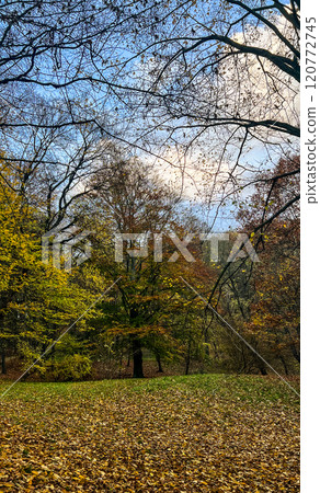 Old wood bench in the autumn park. Autumn nature landscape with yellow leaves on the ground in gloomy day 120772745