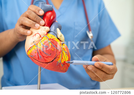 Cardiovascular disease CVD, Asian doctor holding human anatomy model for learn and treat heart disease. 120772806