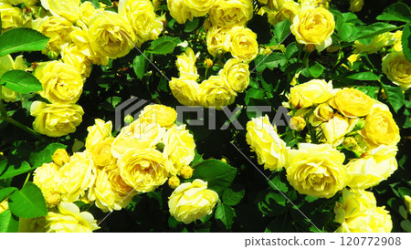 伊那町制度施行紀念公園「2024年玫瑰節」景觀（埼玉縣北足立郡伊那町） 120772908