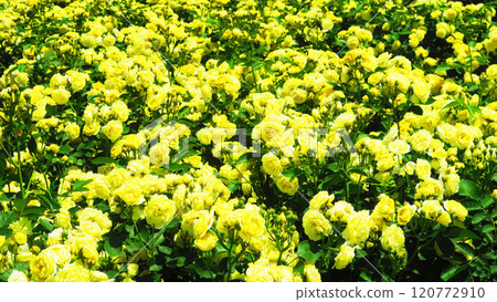 伊那町制度施行紀念公園「2024年玫瑰節」景觀(埼玉縣北足立郡伊那町) 伊那町制度施行紀念公園「2024年玫瑰節」景觀(埼玉縣北足立郡伊那町) 120772910