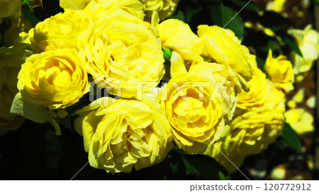 伊那町制度施行紀念公園「2024年玫瑰節」景觀（埼玉縣北足立郡伊那町） 120772912