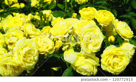 伊那町制度施行紀念公園「2024年玫瑰節」景觀（埼玉縣北足立郡伊那町） 120772913