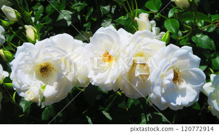 伊那町體制執行紀念公園(埼玉縣北足立郡伊那町)「2024年玫瑰節」風景/冰山 伊那町體制執行紀念公園(埼玉縣北足立郡伊那町)「2024年玫瑰節」風景/冰山 120772914