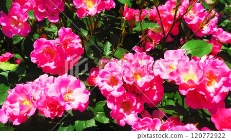 伊那町體制執行紀念公園(埼玉縣北足立區伊那町)「2024年玫瑰節」風景與風景 伊那町體制執行紀念公園(埼玉縣北足立區伊那町)「2024年玫瑰節」風景與風景 120772922