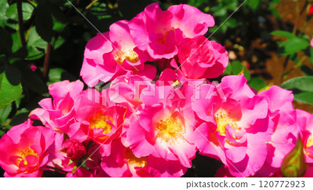 伊那町制度施行紀念公園「2024年玫瑰節」景觀（埼玉縣北足立郡伊那町） 120772923