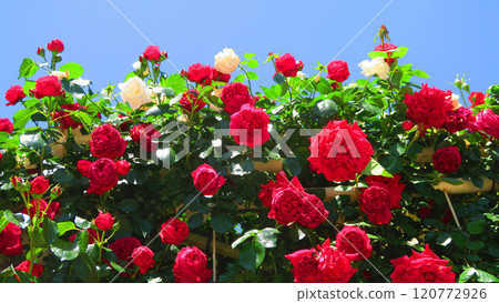 伊那町制度施行紀念公園「2024年玫瑰節」景觀(埼玉縣北足立郡伊那町) 伊那町制度施行紀念公園「2024年玫瑰節」景觀(埼玉縣北足立郡伊那町) 120772926