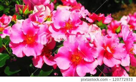 伊那町體制執行紀念公園（埼玉縣北足立郡伊那町）「2024年玫瑰節」風景/粉紅相見 120772933