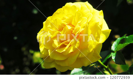 伊那町制度施行紀念公園「2024年玫瑰節」景觀(埼玉縣北足立郡伊那町) 伊那町制度施行紀念公園「2024年玫瑰節」景觀(埼玉縣北足立郡伊那町) 120772939