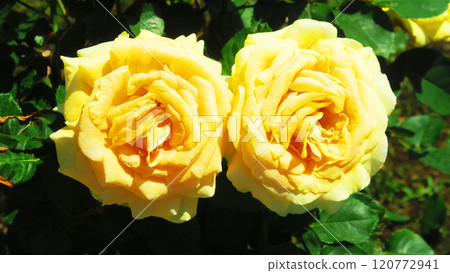 Scenes and honey bouquets from the 2024 Rose Festival at Ina Town Establishment Memorial Park (Ina Town, Kitaadachi District, Saitama Prefecture) 120772941