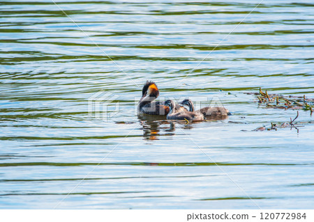 The waterfowl bird, great crested grebe with chick, swimming in the lake. The waterfowl bird, great crested grebe with chick, swimming in the lake. 120772984