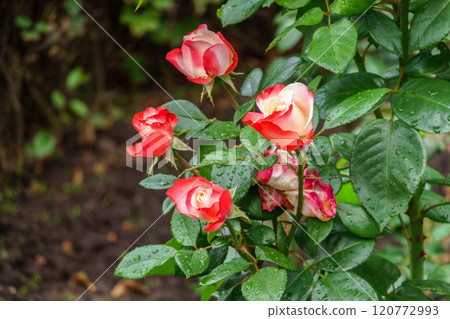 Red and white bicolored rose flowers with raindrops close-up on a green blurred background. Red and white bicolored rose flowers with raindrops close-up on a green blurred background. 120772993