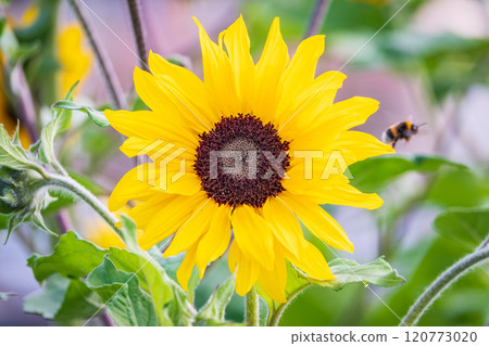 Close-up on the head of sunflower blooming, textures of stamens Close-up on the head of sunflower blooming, textures of stamens 120773020