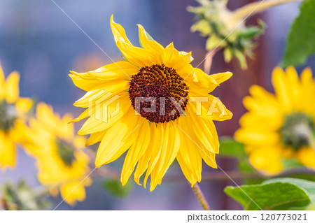 Close-up on the head of sunflower blooming, textures of stamens Close-up on the head of sunflower blooming, textures of stamens 120773021