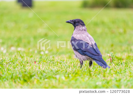 Hooded crow, corvus cornix, standing on the lawn in the spring or summer Hooded crow, corvus cornix, standing on the lawn in the spring or summer 120773028