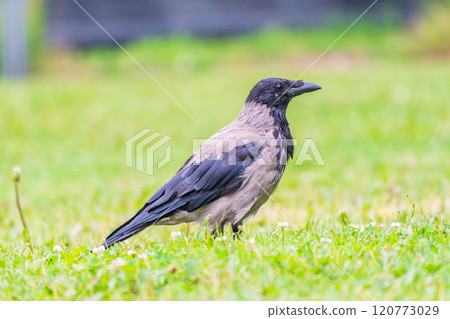 Hooded crow, corvus cornix, standing on the lawn in the spring or summer 120773029