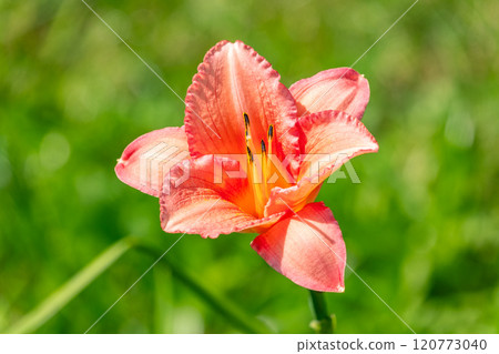 Close up of a single orange day lily, Hemerocallis fulva, in full bloom. 120773040