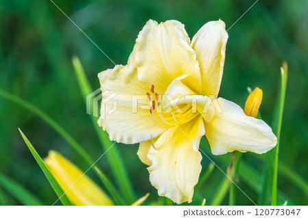 A yellow daylily flower, latin name Hemerocallis lilioasphodelus, at sunset. It is also known as the lemon daylily. 120773047