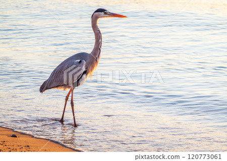 A heron hunting in the sea. Grey heron on the hunt A heron hunting in the sea. Grey heron on the hunt 120773061