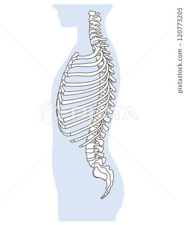 肋骨和胸椎的結構骨骼側視圖醫學 120773205