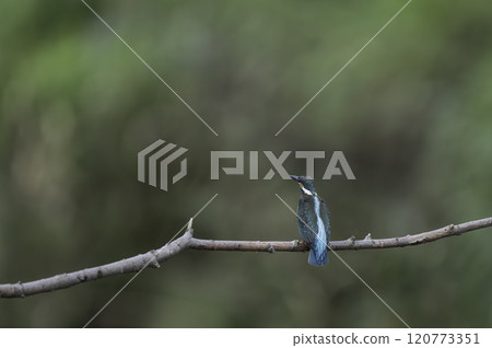 Kingfishes that stop on branches 120773351