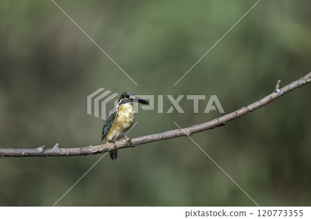 Kingfishes that stop on branches 120773355