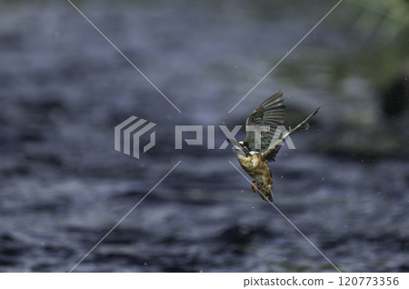 Flying kingfisher 120773356