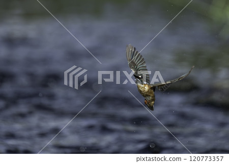 Flying kingfisher 120773357