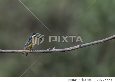 Kingfishes that stop on branches 120773363