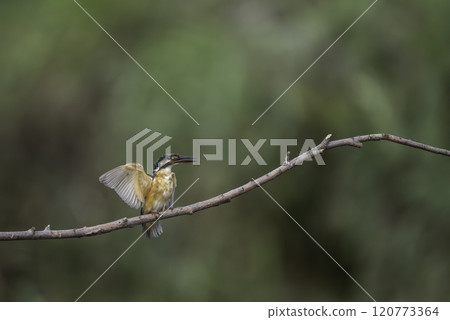 Flying kingfisher 120773364