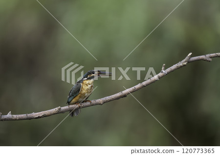 Kingfishes that stop on branches 120773365