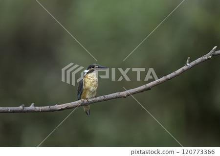 Kingfishes that stop on branches 120773366