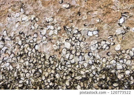Textured oyster shell wall along weathered coastal rocks with organic patterns Textured oyster shell wall along weathered coastal rocks with organic patterns 120773522