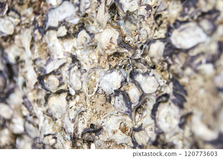 Close up texture of rough rock surface with embedded fossils and natural pattern Close up texture of rough rock surface with embedded fossils and natural pattern 120773603