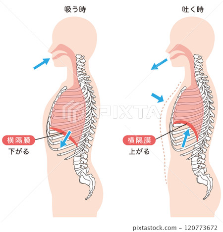 How breathing works: Diaphragm and respiratory muscles How breathing works: Diaphragm and respiratory muscles 120773672