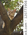 Stray cat taking a nap on a tree 120773908