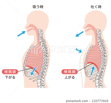 呼吸機制 膈肌 呼吸肌肉 120773926