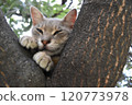 Stray cat peeking out from between the trees 120773978