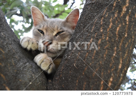 Stray cat peeking out from between the trees Stray cat peeking out from between the trees 120773978