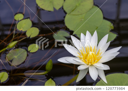 White lotus flowers at Ofuna Flower Center 120773984